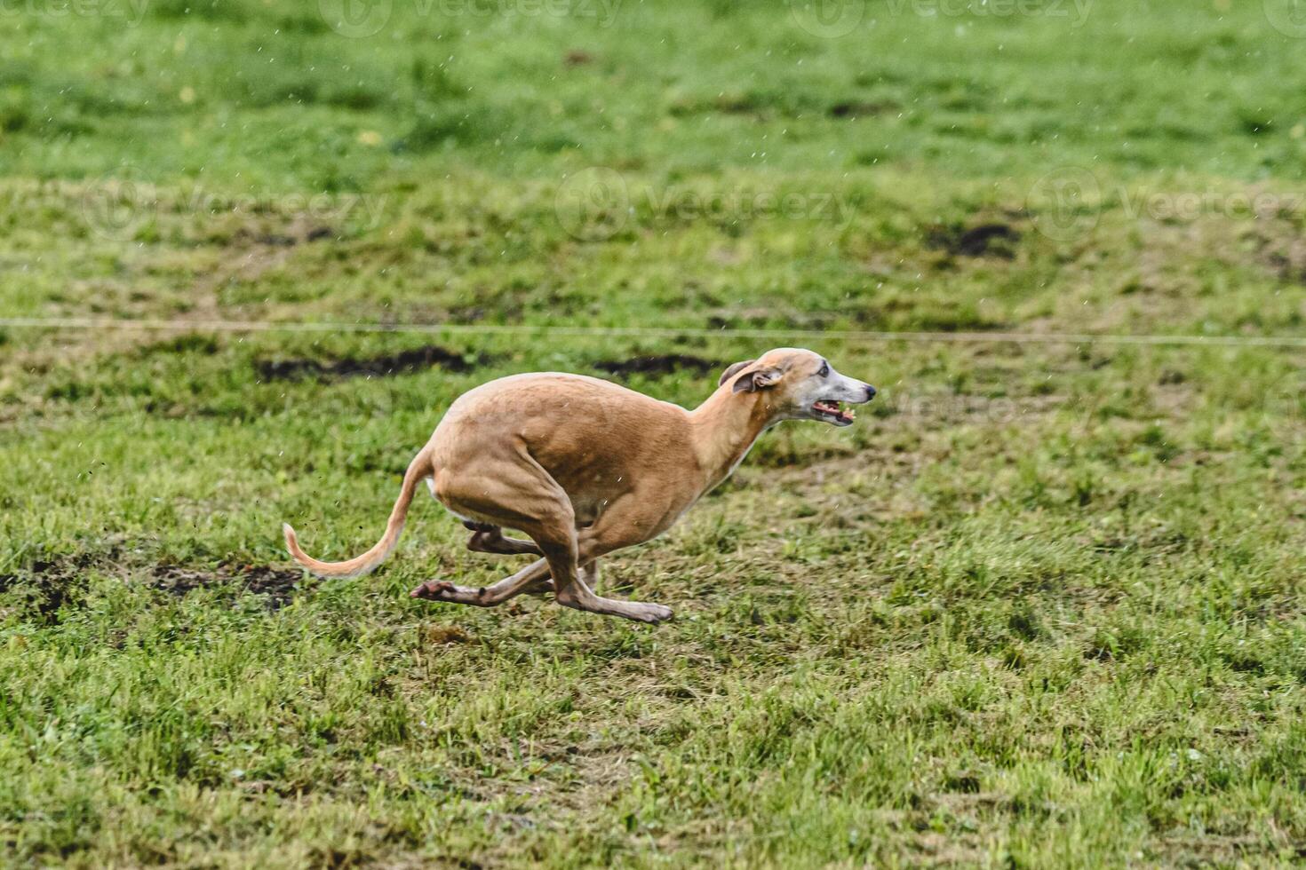 Whippet dog running fast straight at full speed straight on camera photo