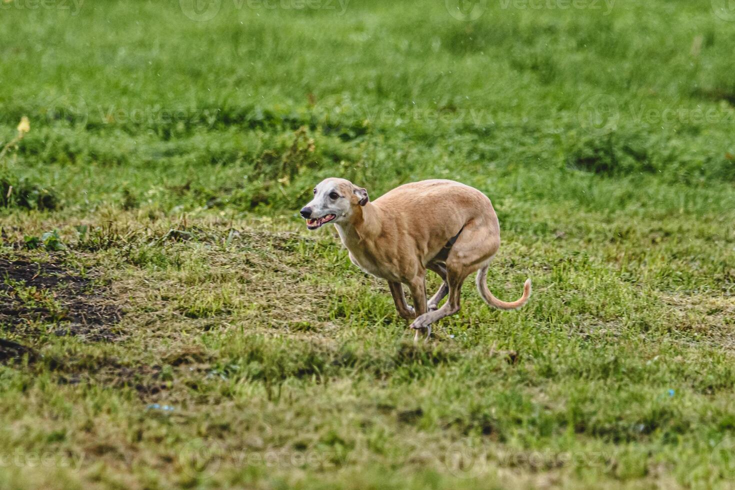 Whippet dog running fast straight at full speed straight on camera photo