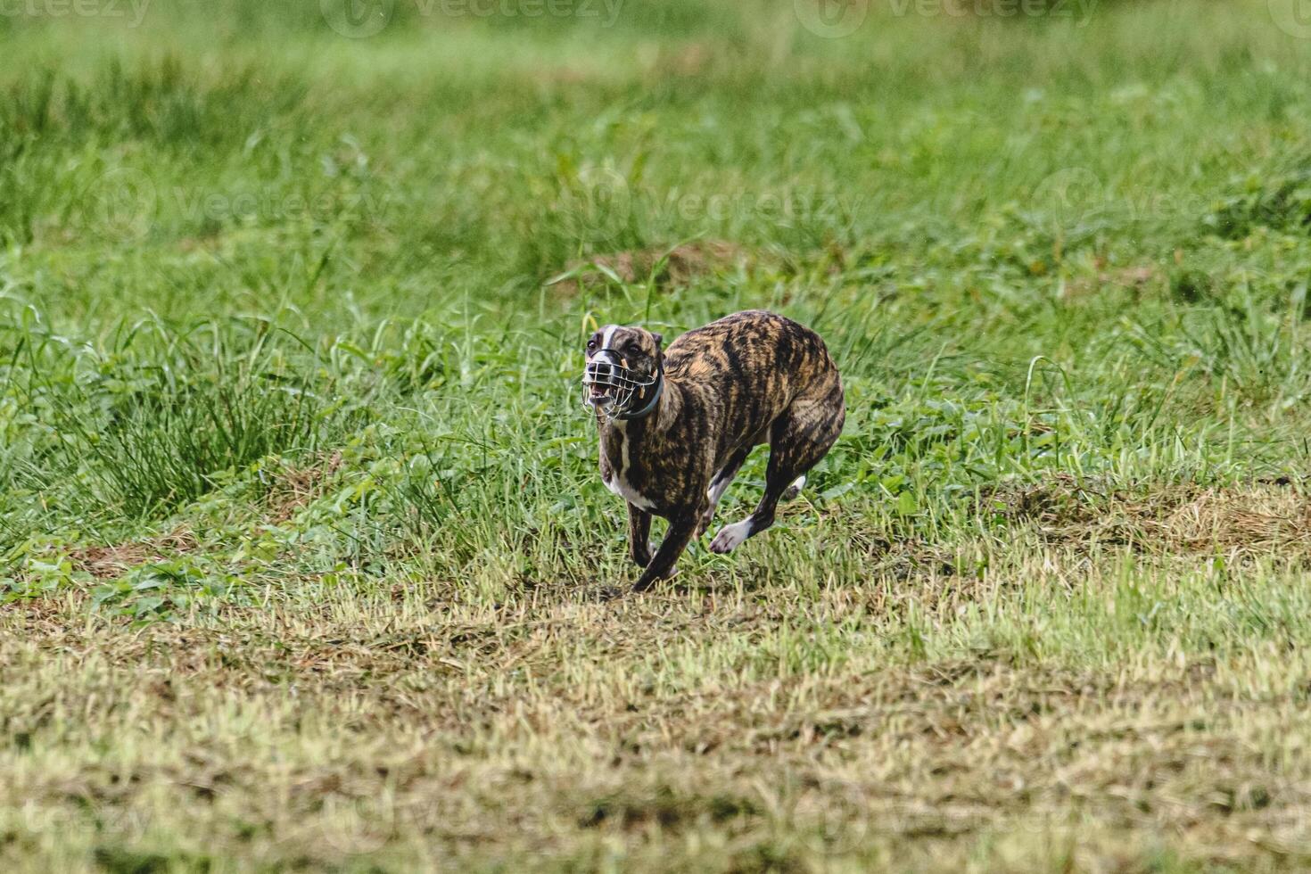 Whippet dog running fast straight at full speed straight on camera photo