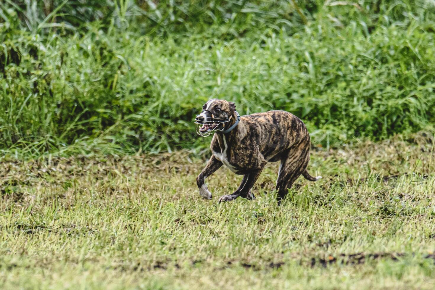 Whippet dog running fast straight at full speed straight on camera photo