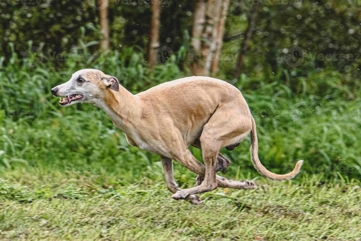 Whippet dog running fast straight at full speed straight on camera photo