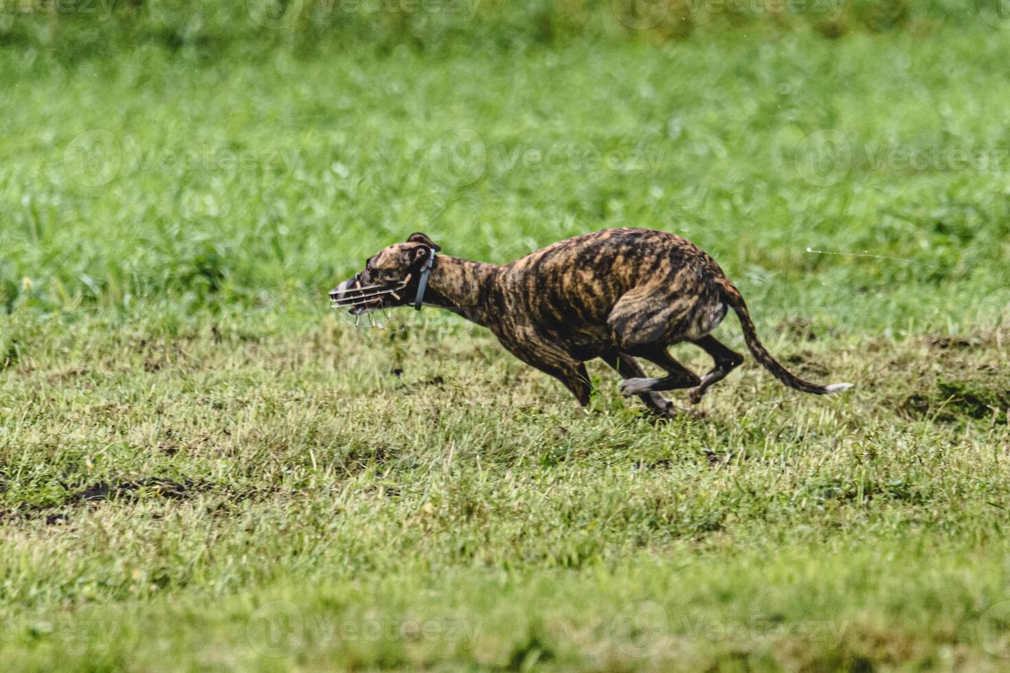 Whippet dog running fast straight at full speed straight on camera photo