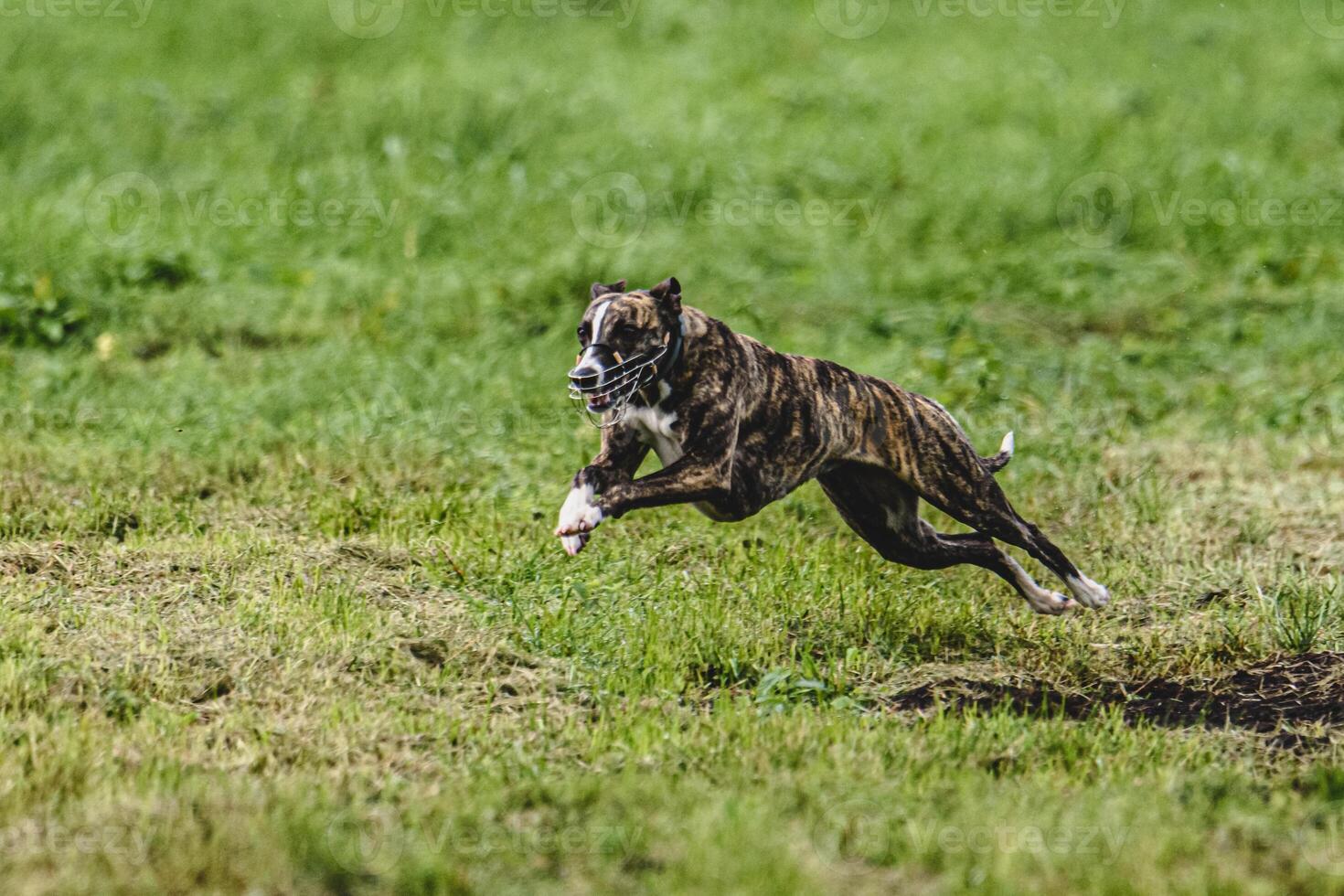 Whippet dog running fast straight at full speed straight on camera photo