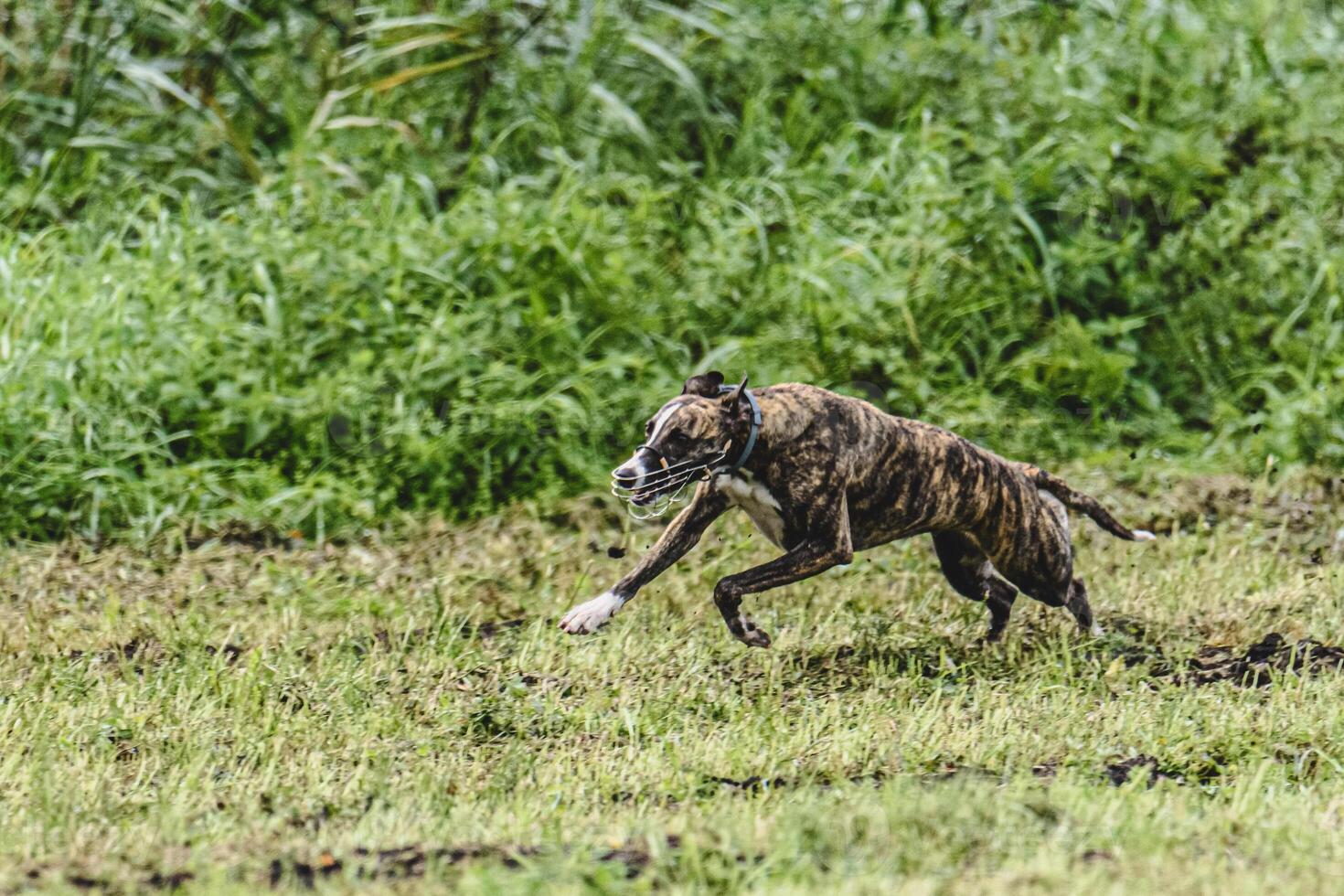 Whippet dog running fast straight at full speed straight on camera photo