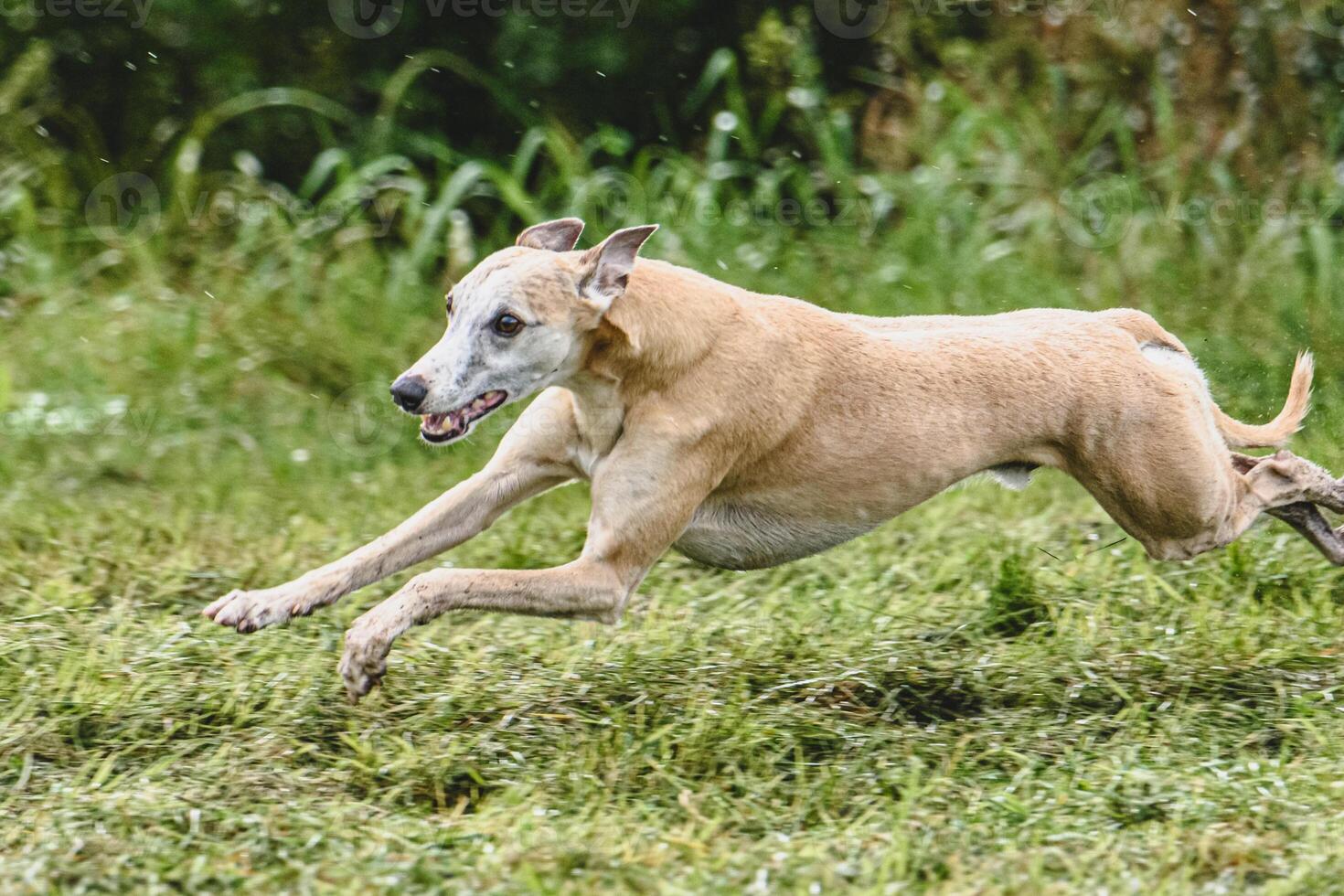 Whippet dog running fast straight at full speed straight on camera photo