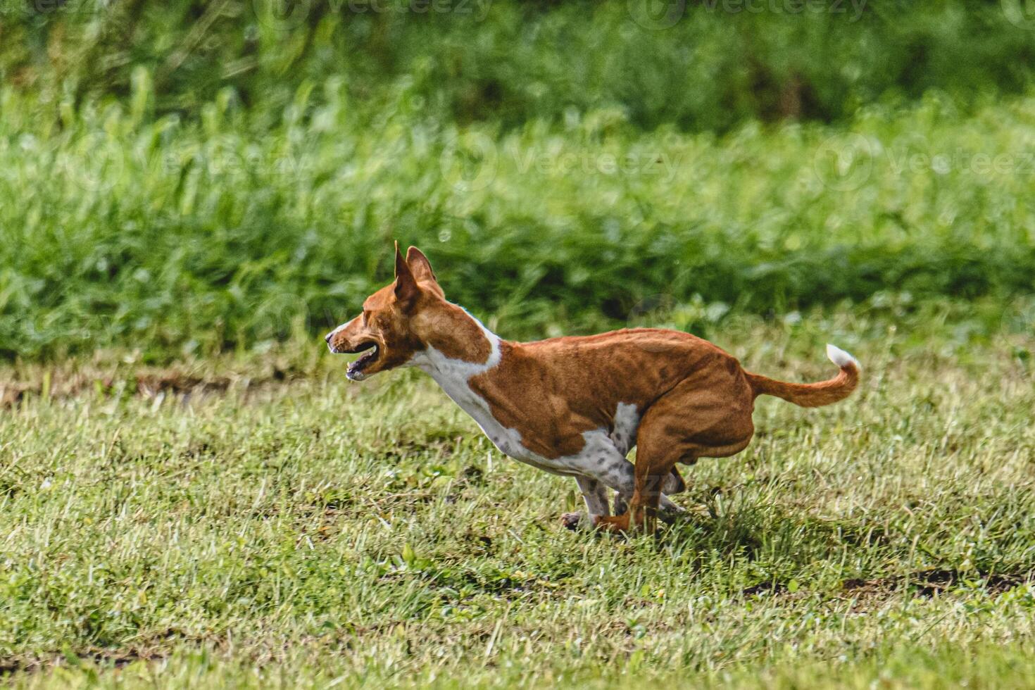 Basenji dog running fast and chasing lure across green field at dog racing competion photo
