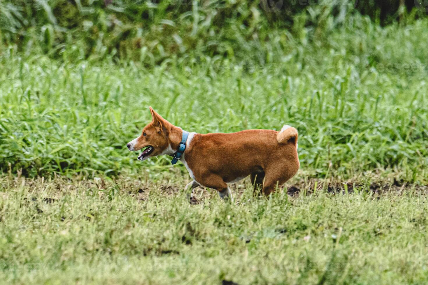 Basenji dog running fast and chasing lure across green field at dog racing competion photo