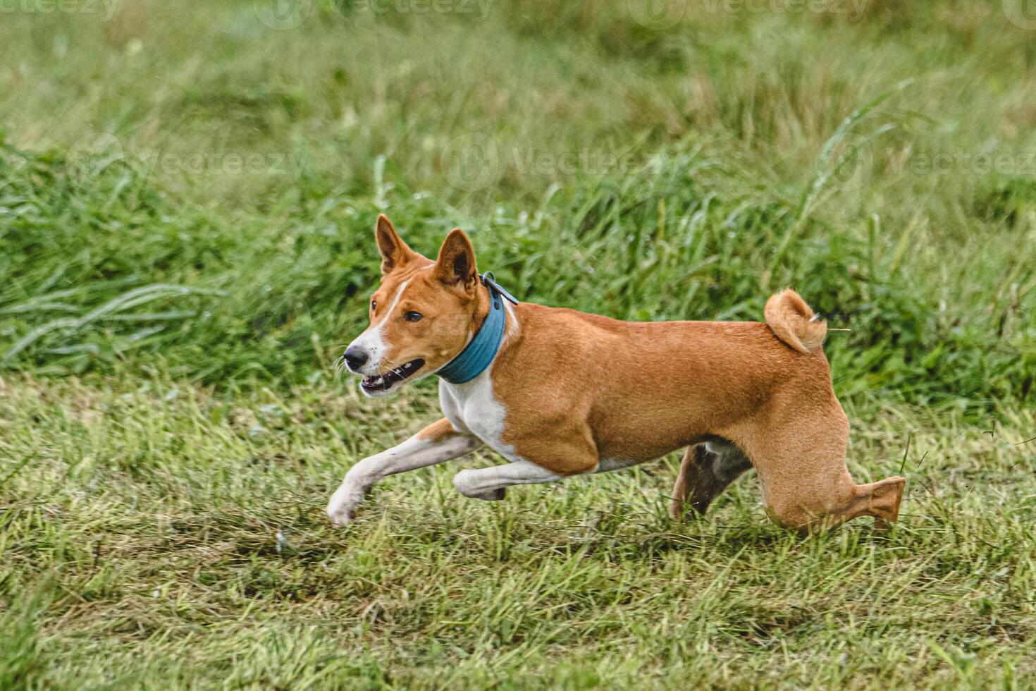 Basenji dog running fast and chasing lure across green field at dog racing competion photo