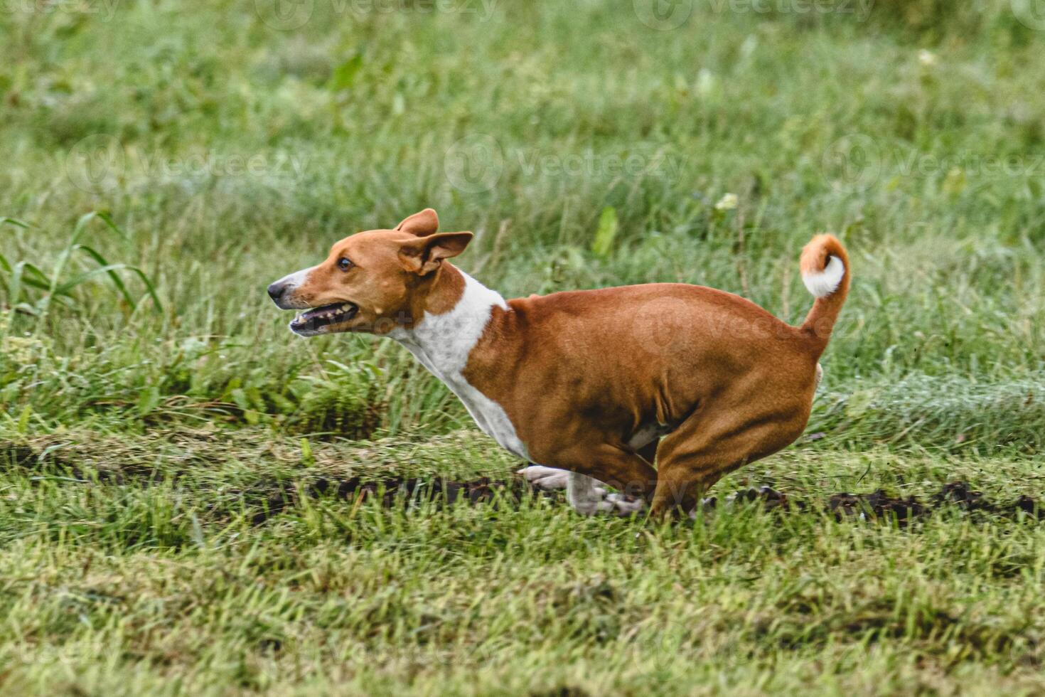 Basenji dog running fast and chasing lure across green field at dog racing competion photo
