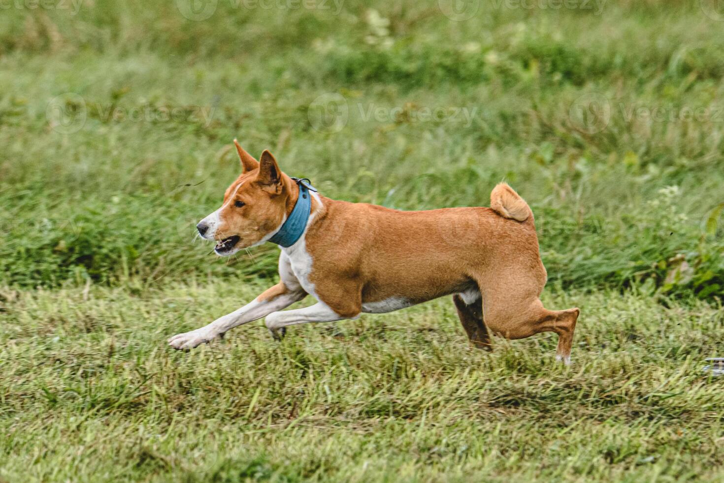 Basenji dog running fast and chasing lure across green field at dog racing competion photo
