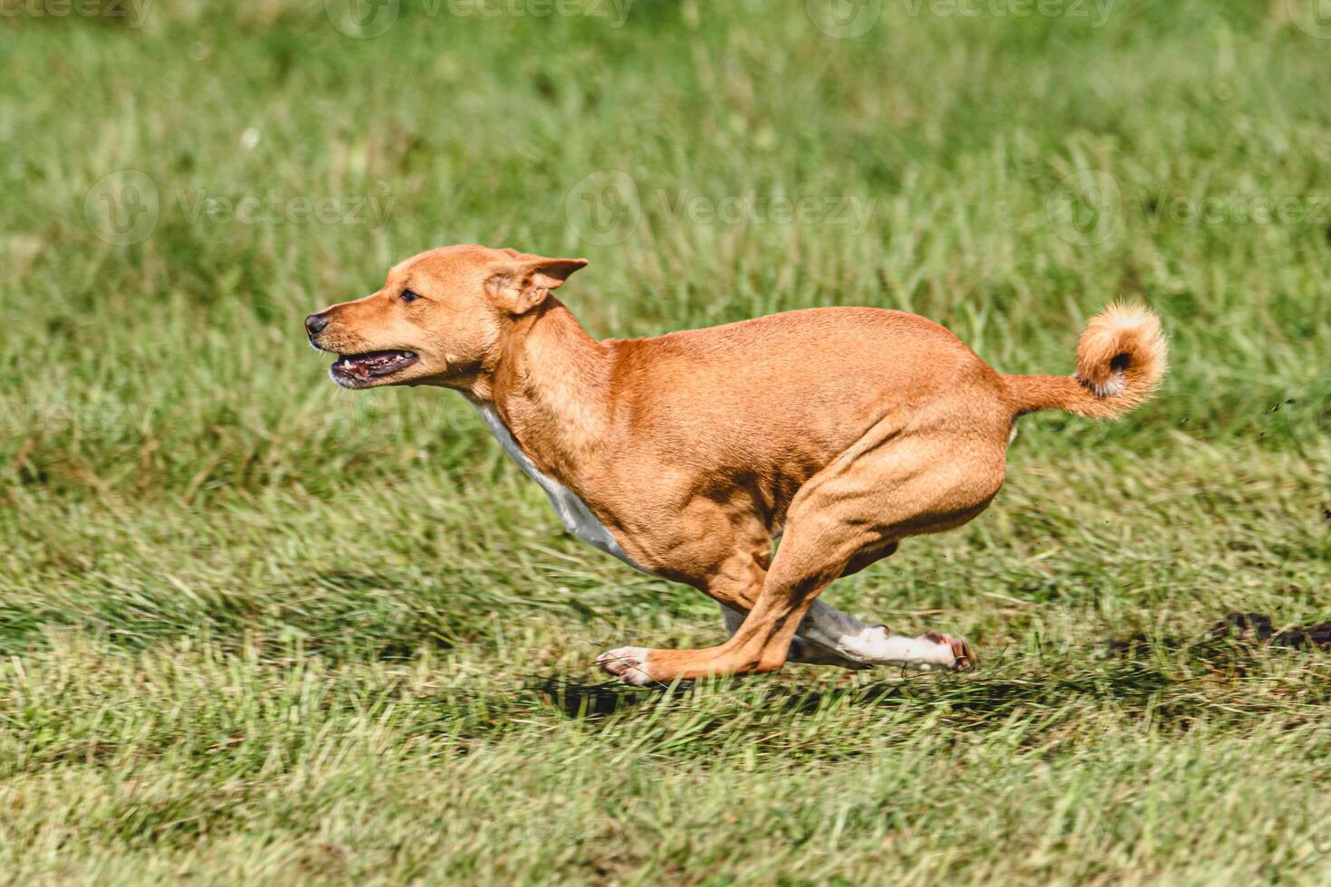 Basenji dog catching lure in the field at coursing and racing competition photo