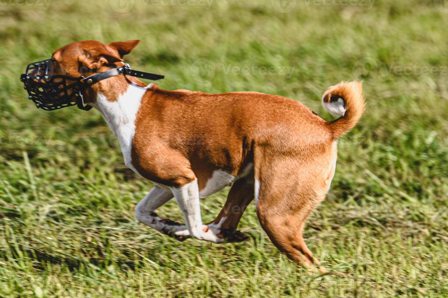 Basenji dog catching lure in the field at coursing and racing competition photo