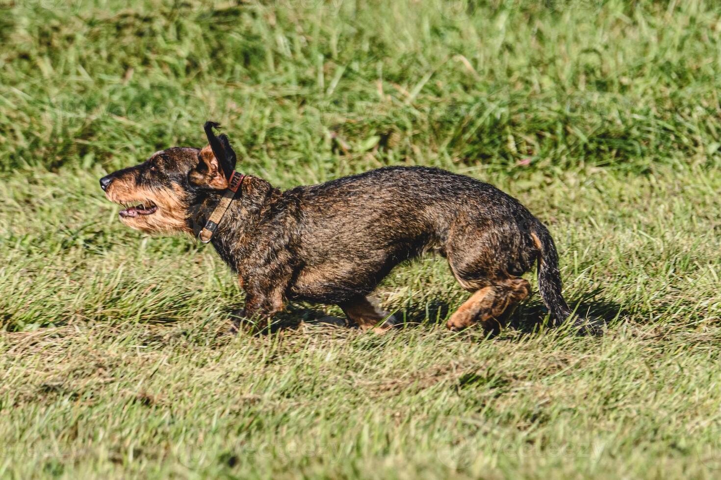 Dog running in green field and chasing lure at full speed on coursing competition photo