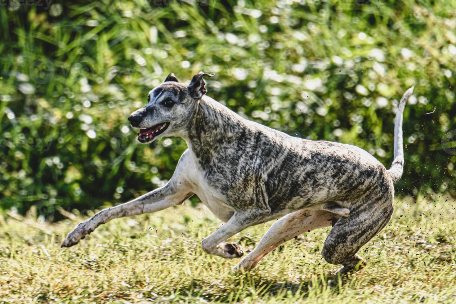 Whippet dog running fast and chasing lure across green field at dog racing competion photo