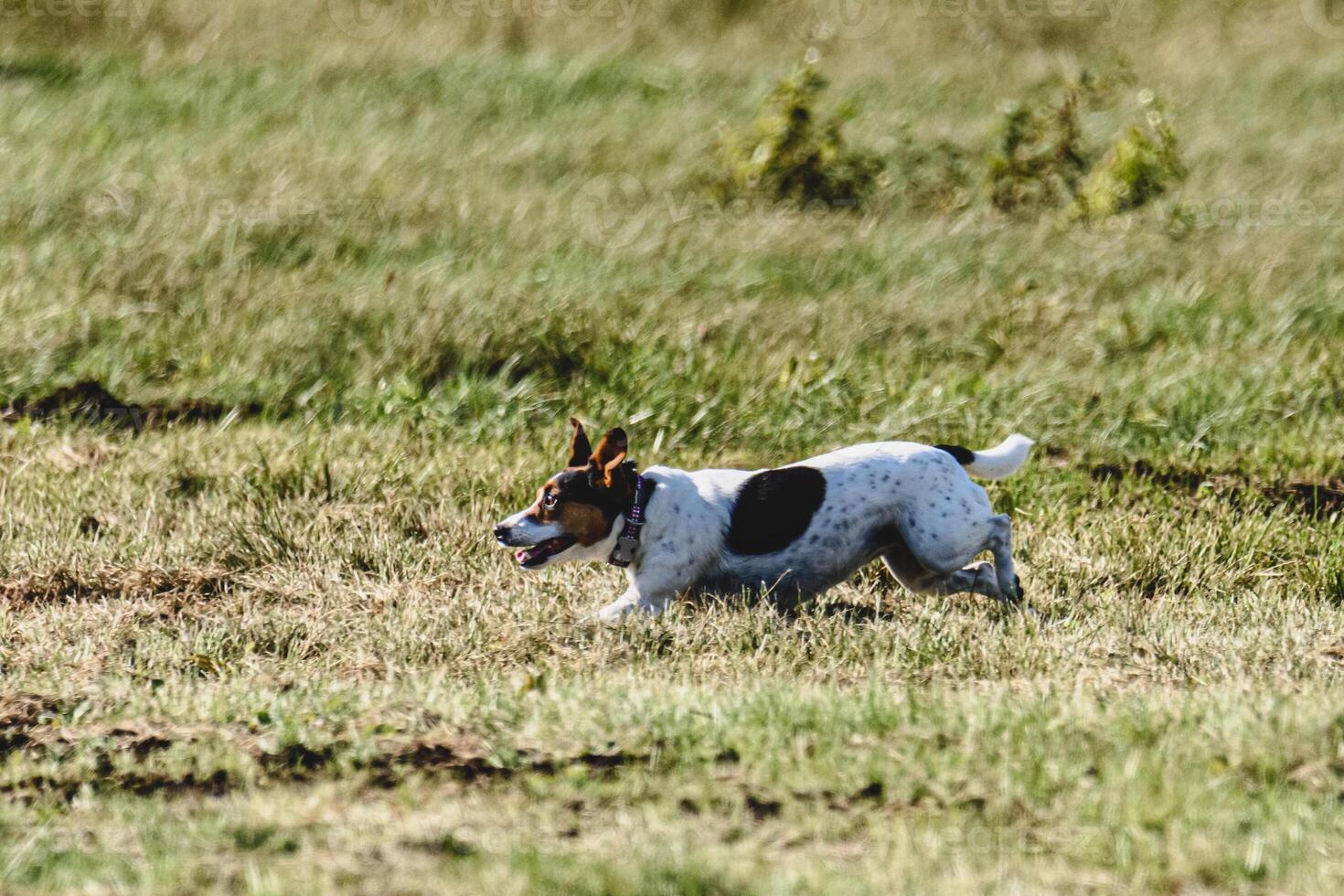 Dog running in green field and chasing lure at full speed on coursing competition photo