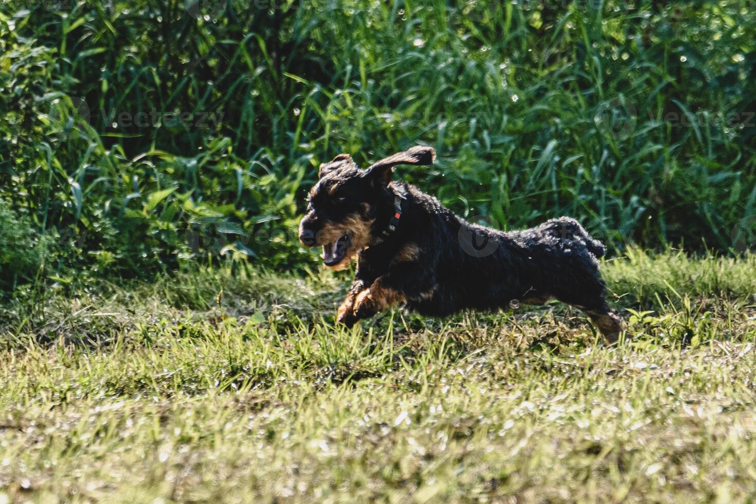 Dog running in green field and chasing lure at full speed on coursing competition photo
