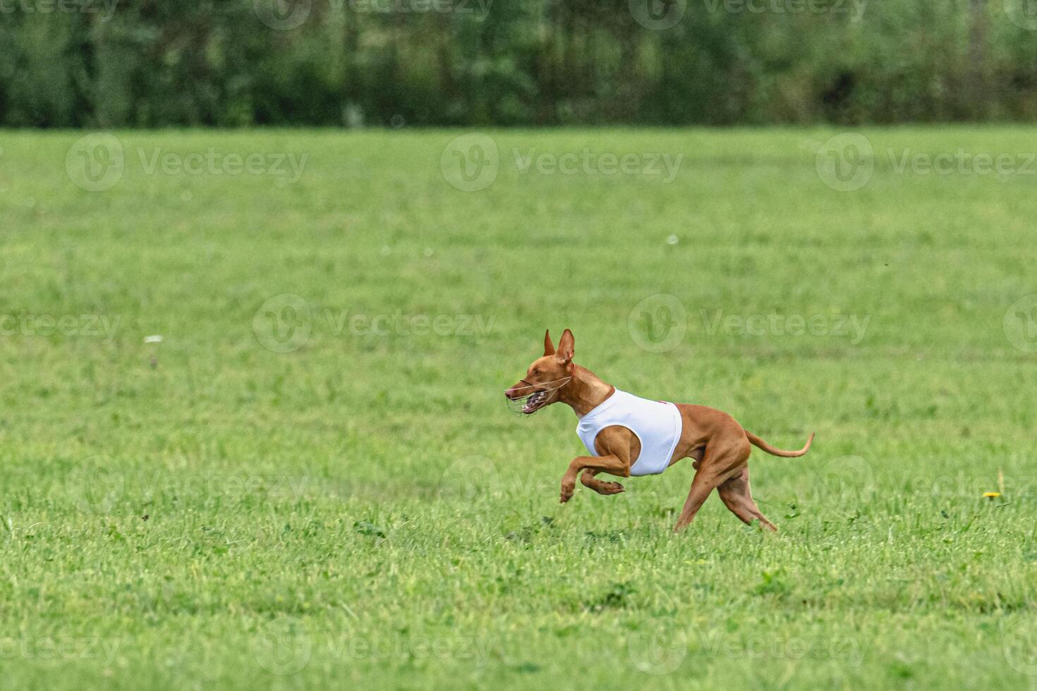 Pharaoh hound dog running in white jacket on green field in summer photo