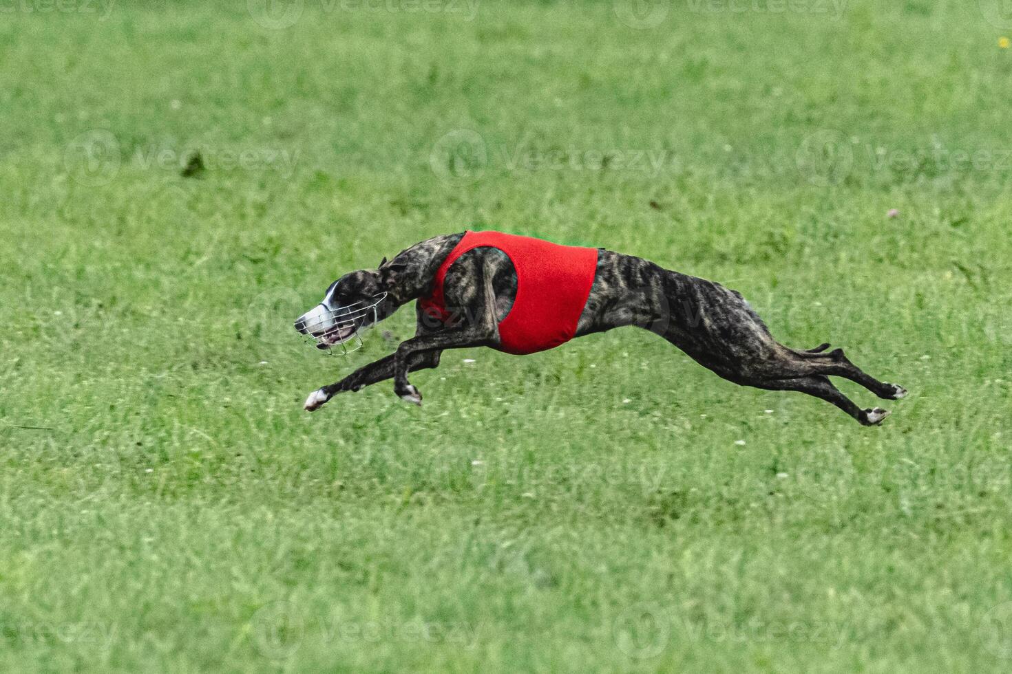 Whippet sprinter dog running in red jacket on green field in summer photo