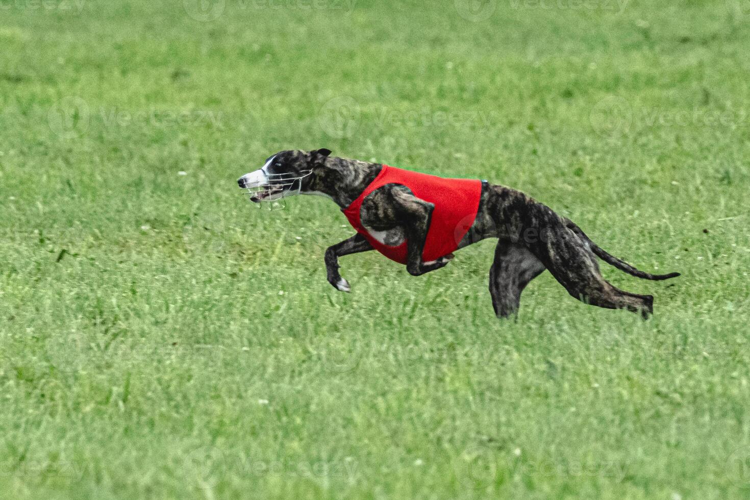 Whippet sprinter dog running in red jacket on green field in summer photo