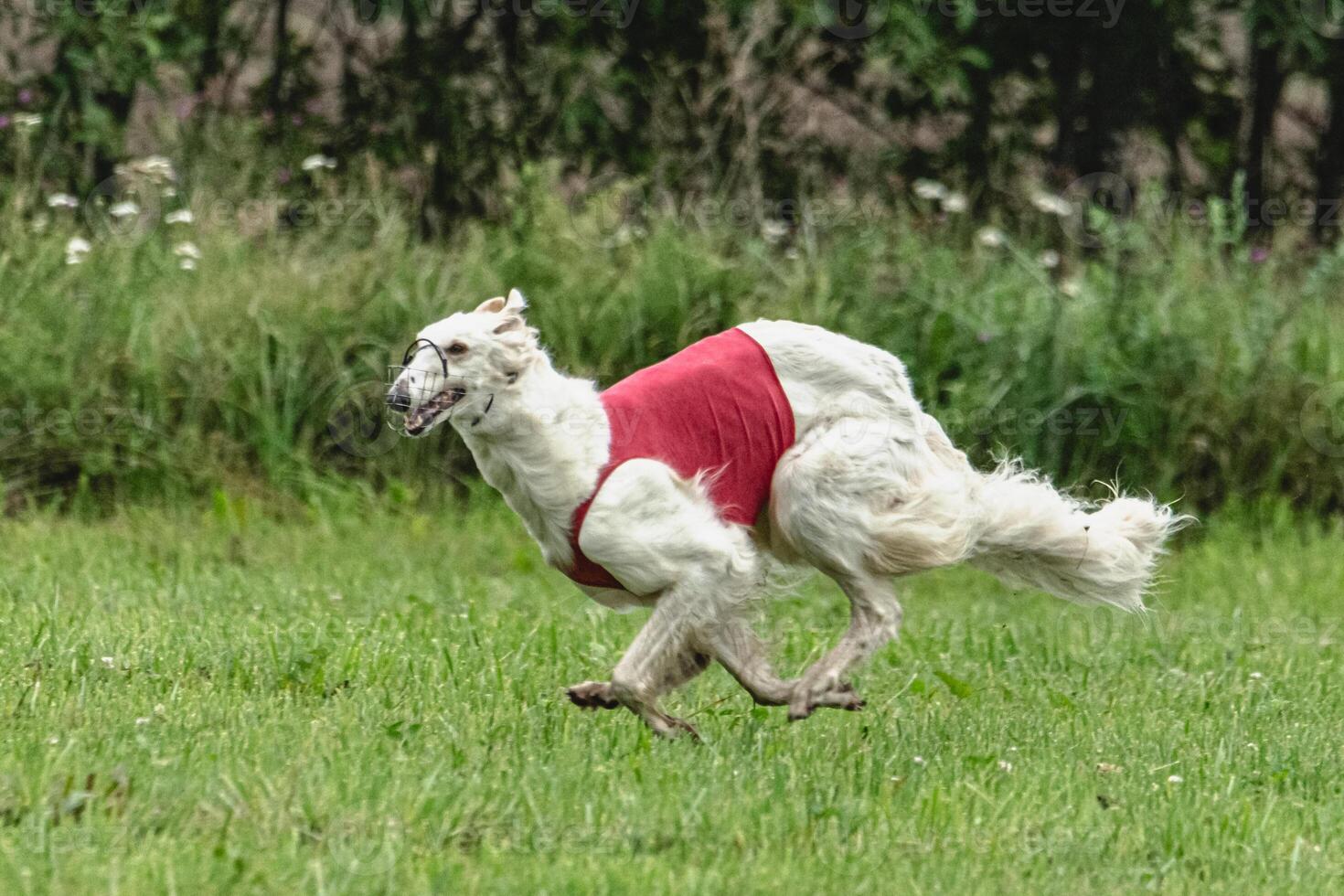 Borzoi dog running in red jacket on green field in summer photo