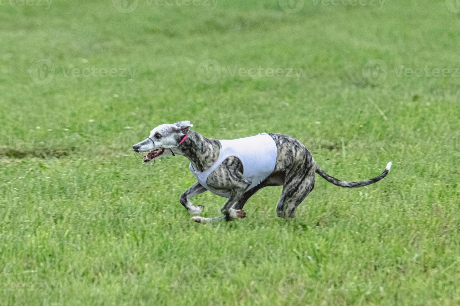 Whippet sprinter dog running in white jacket on green field in summer photo