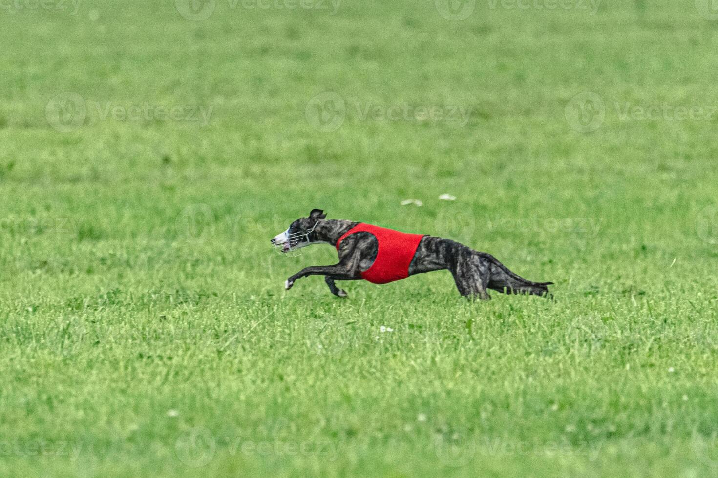 Whippet sprinter dog running in red jacket on green field in summer photo