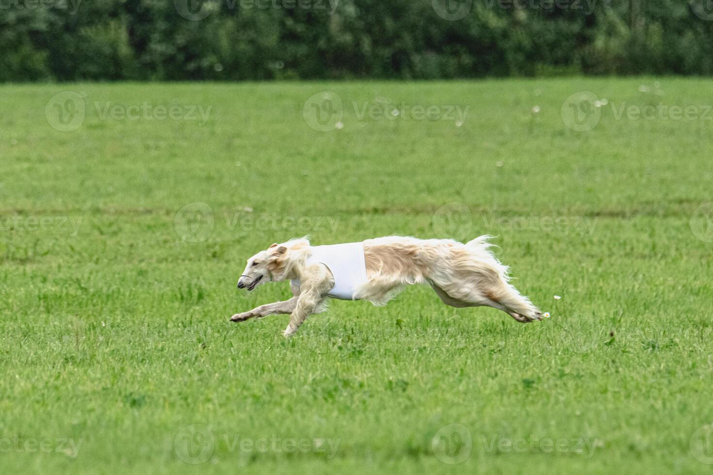 Borzoi dog running in white jacket on green field in summer photo