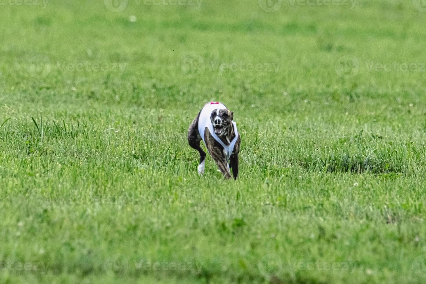 Whippet sprinter dog running in white jacket on green field in summer photo