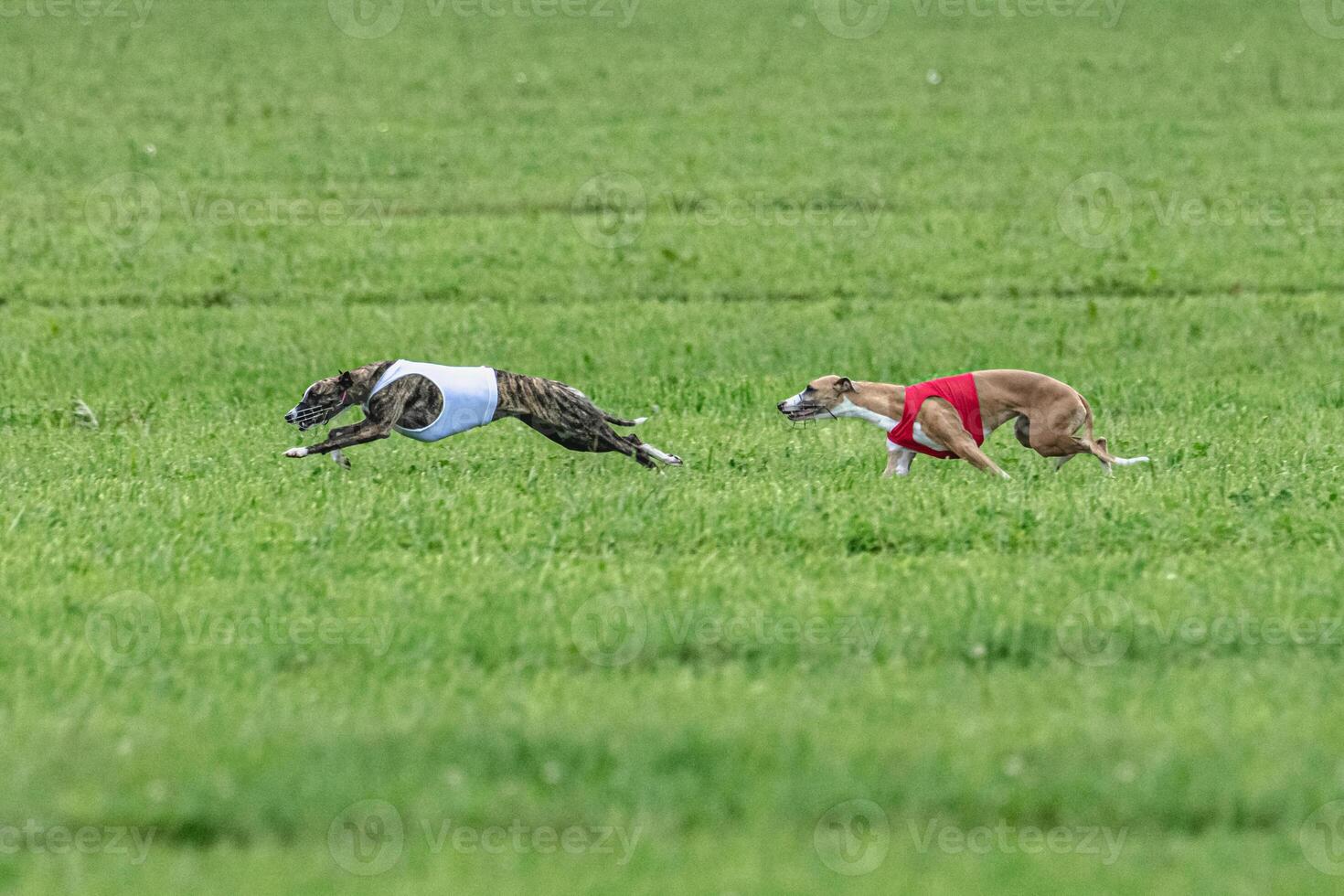 Whippet sprinter dogs running in red and white jackets on green field in summer photo