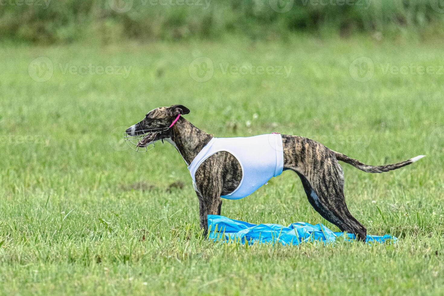 Whippet sprinter dog running in white jacket on green field in summer photo