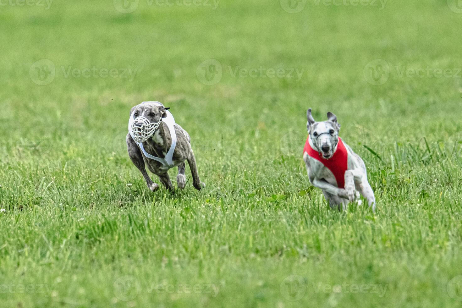 Whippet sprinter dogs running in red and white jackets on green field in summer photo
