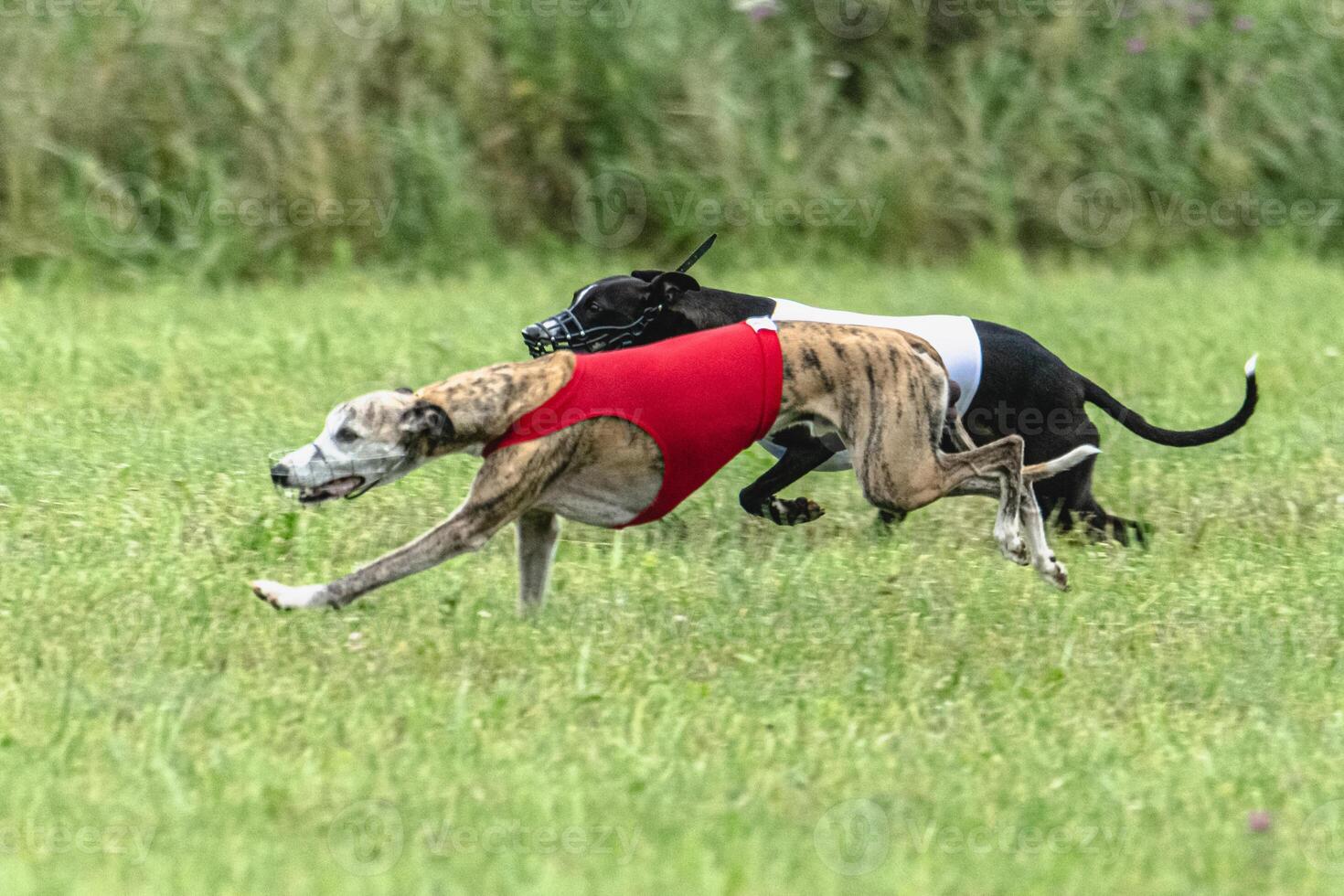 Whippet sprinter dogs running in red and white jackets on green field in summer photo