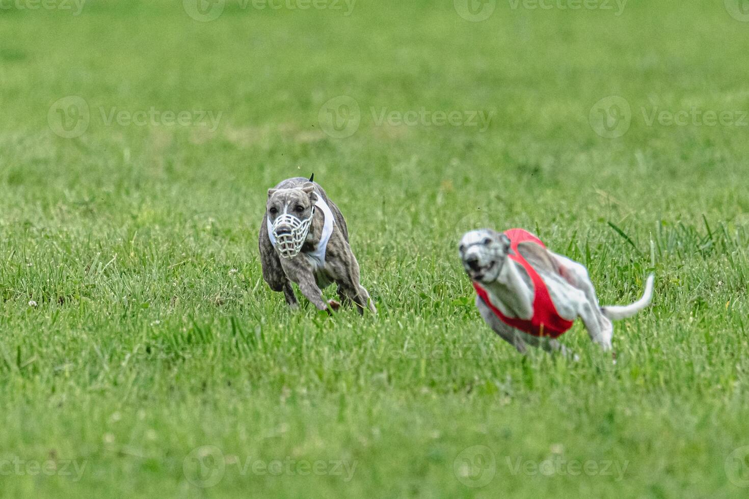Whippet sprinter dogs running in red and white jackets on green field in summer photo
