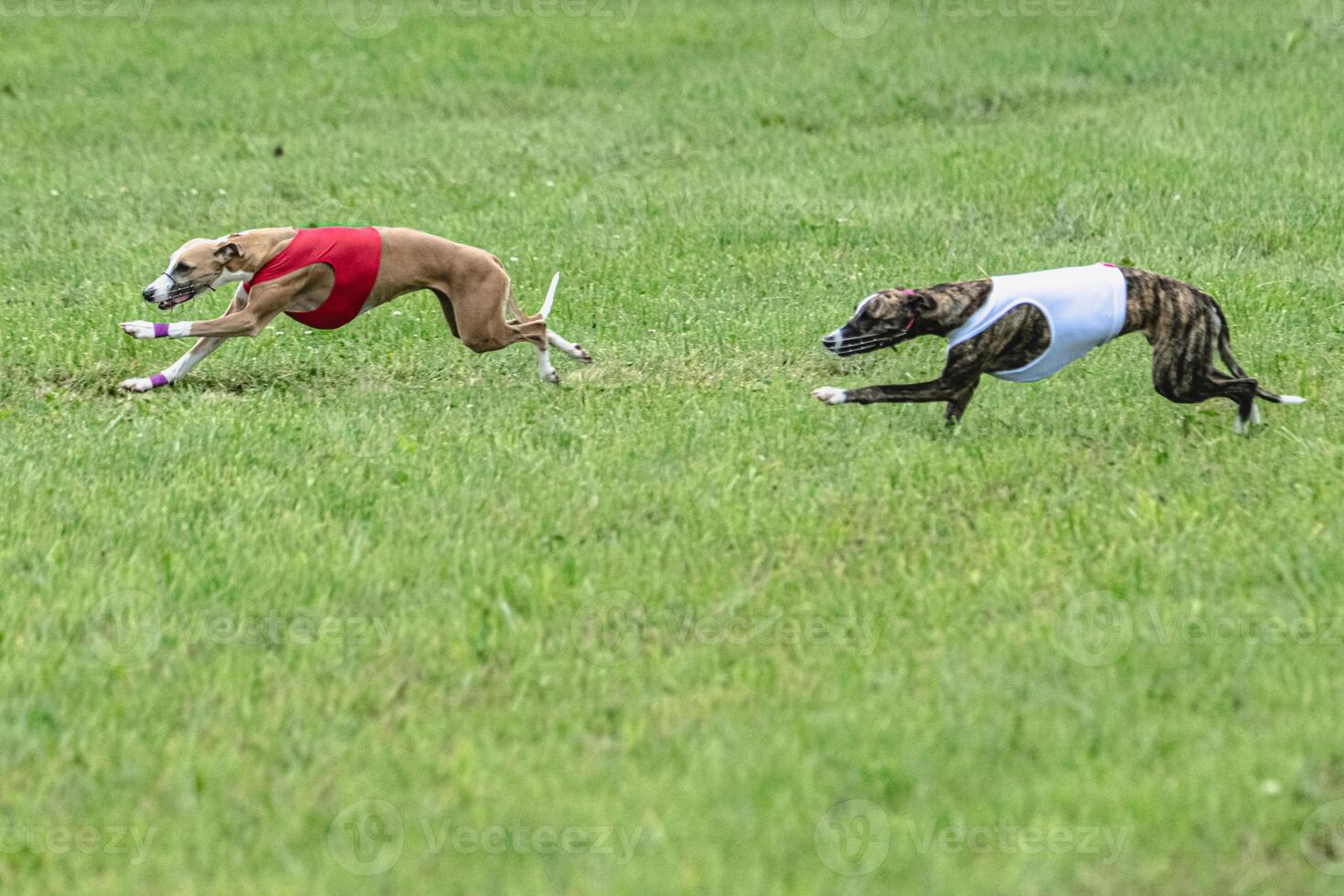 Whippet sprinter dogs running in red and white jackets on green field in summer photo