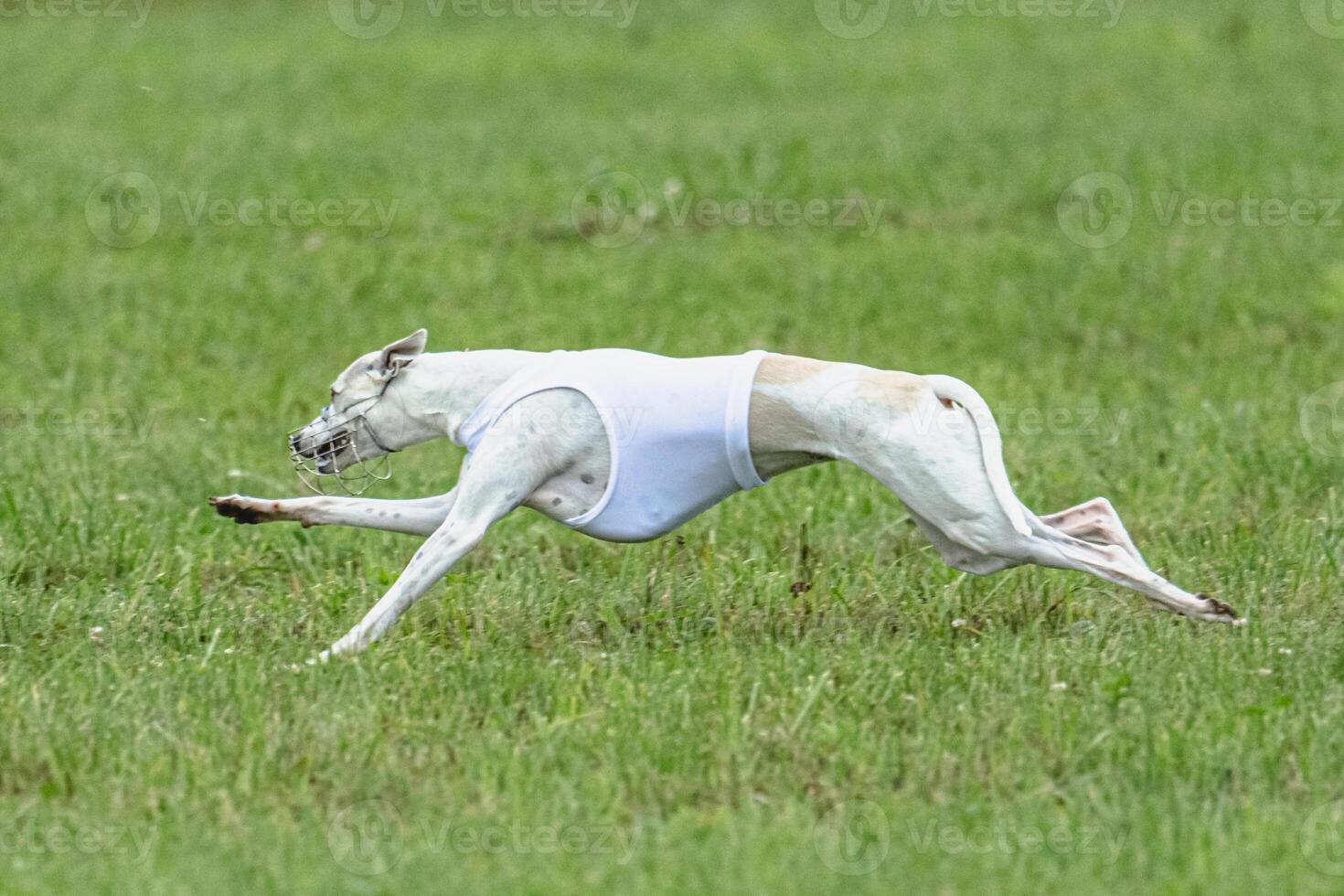 Whippet sprinter dog running in white jacket on green field in summer photo