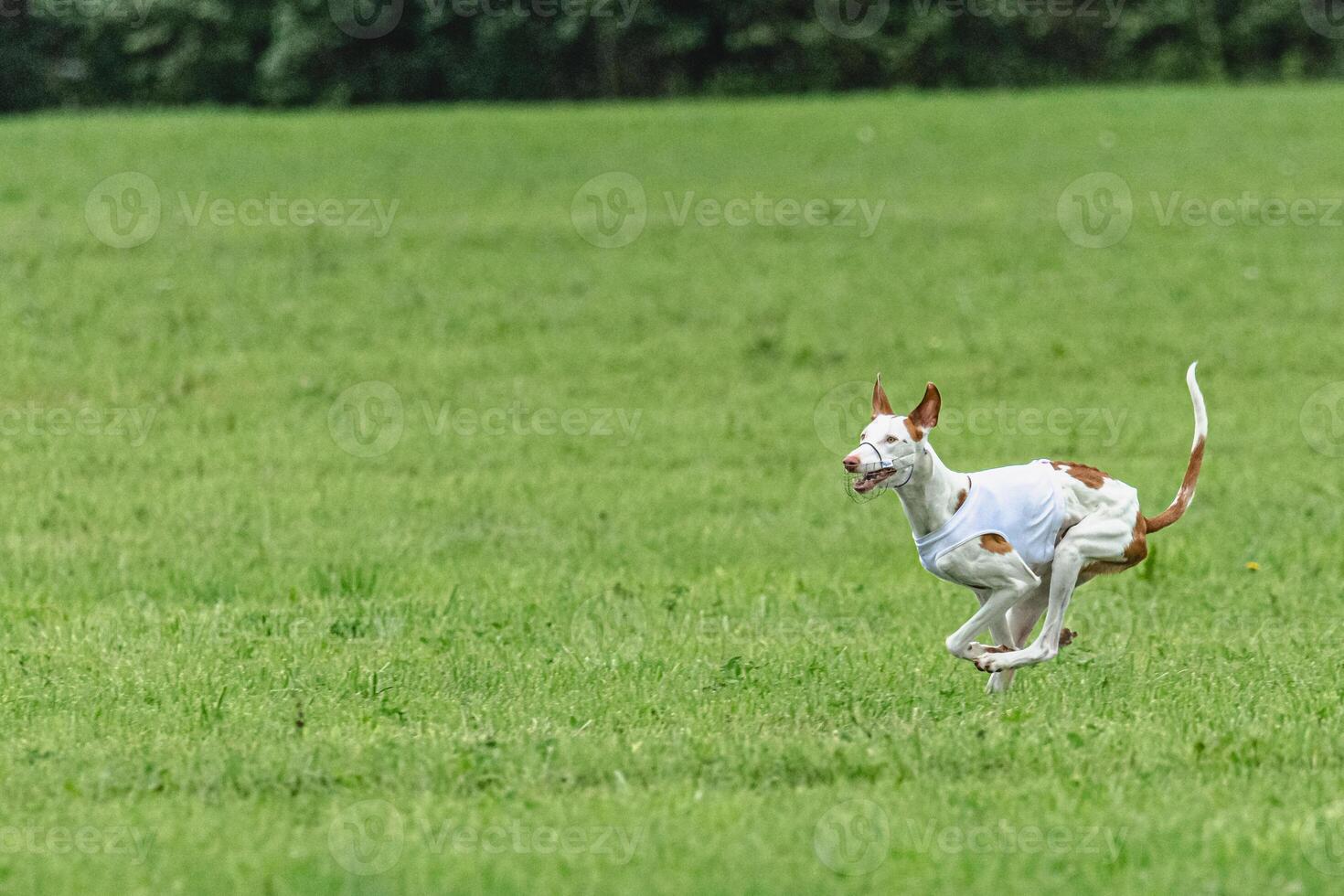Podengo dog running in white jacket on green field in summer photo
