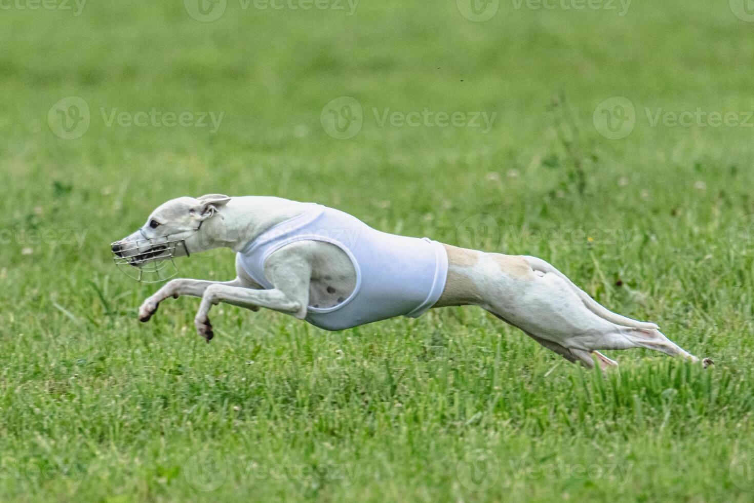 Whippet sprinter dog running in white jacket on green field in summer photo