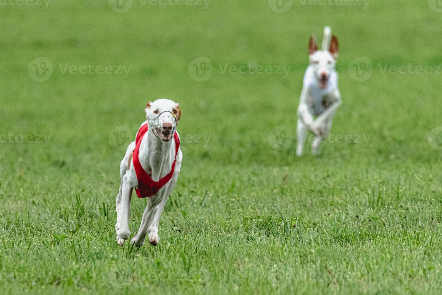 Two podengo dogs running in red and white jackets on green field in summer photo