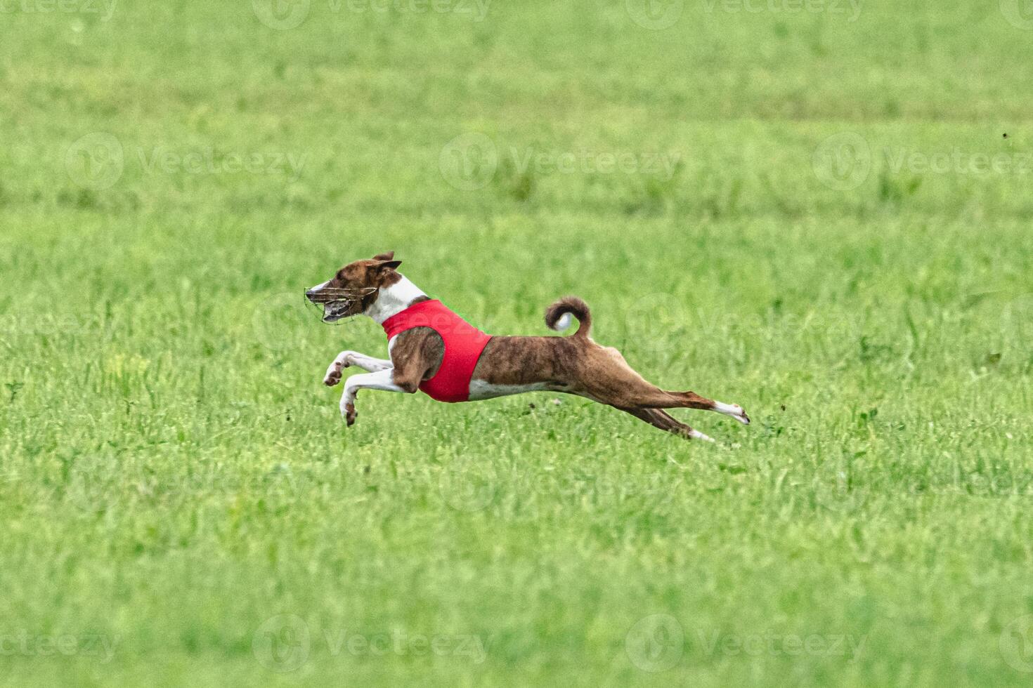 Basenji running full speed at lure coursing dog sport photo