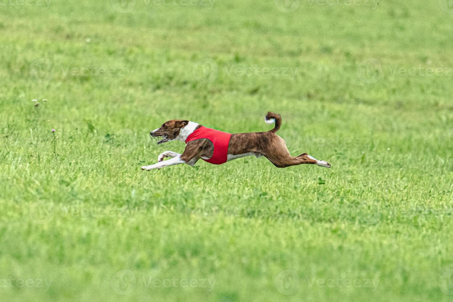 Basenji running full speed at lure coursing dog sport photo