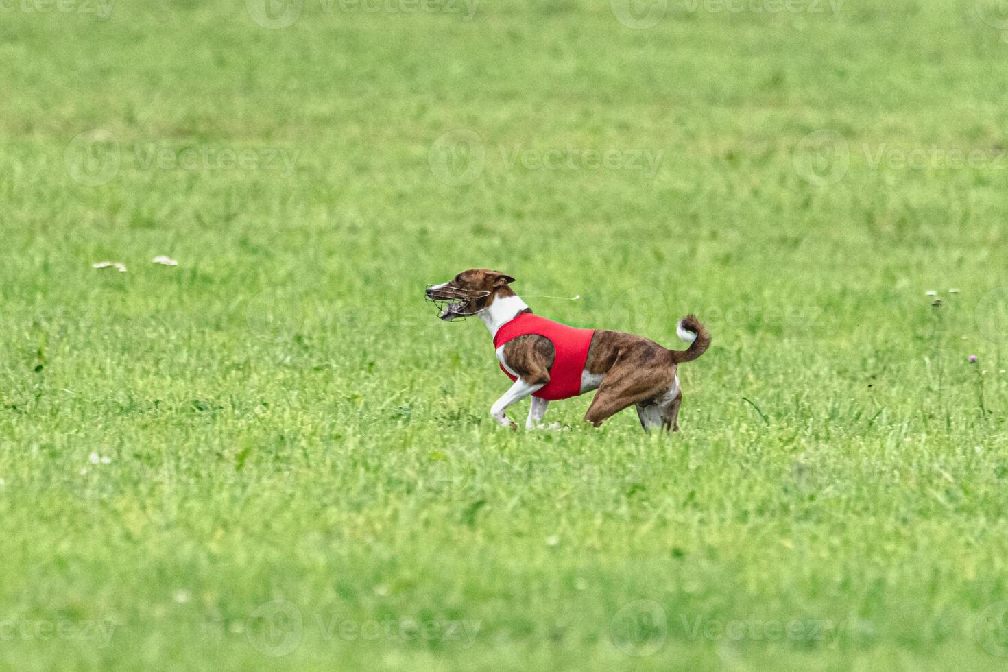 Basenji running full speed at lure coursing dog sport photo