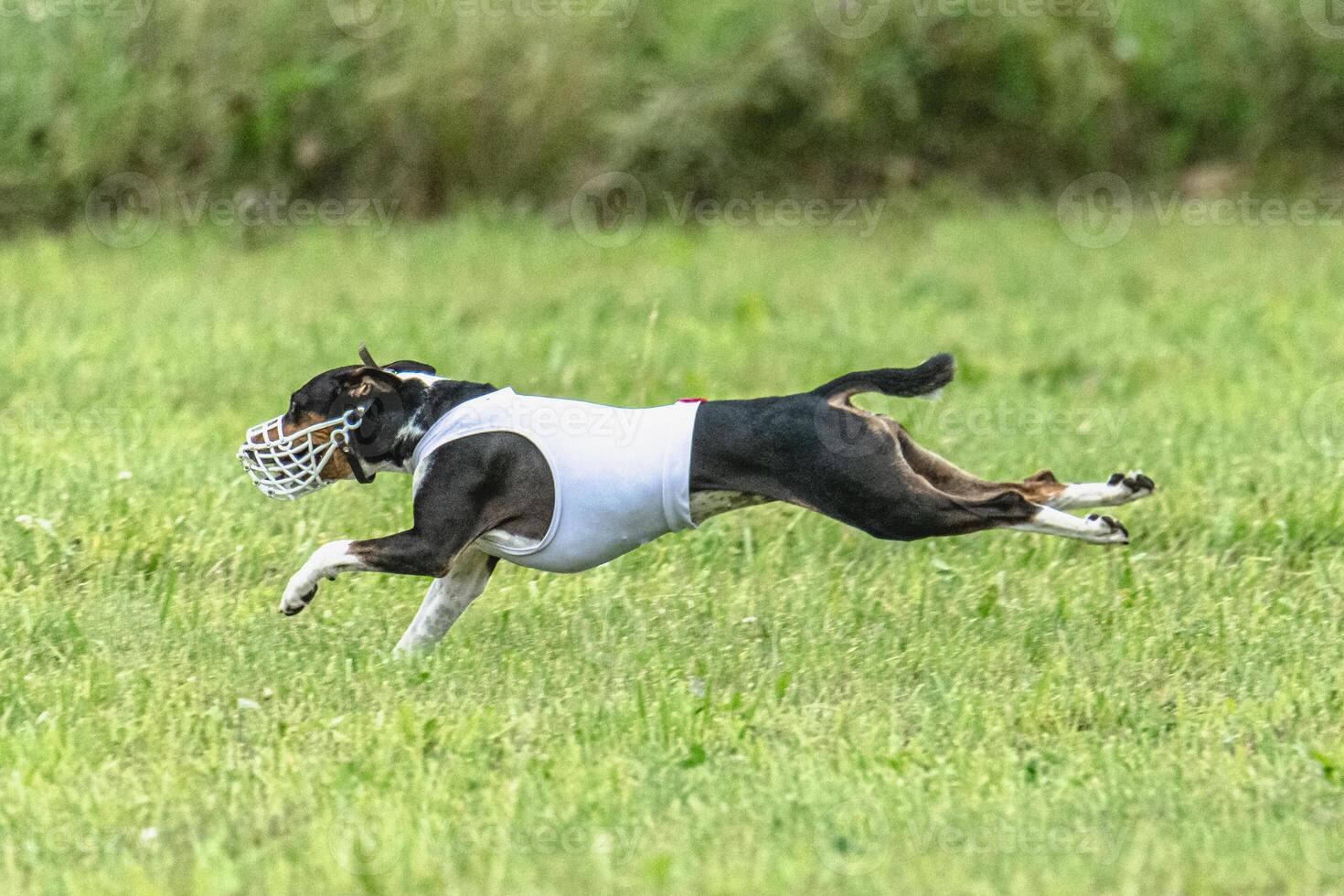 Basenji running full speed at lure coursing dog sport photo
