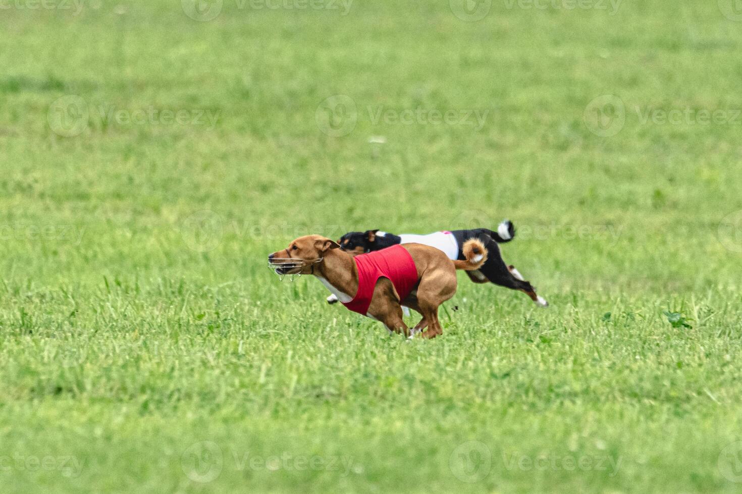 Two basenji dogs running in red and white jackets on green field in summer photo