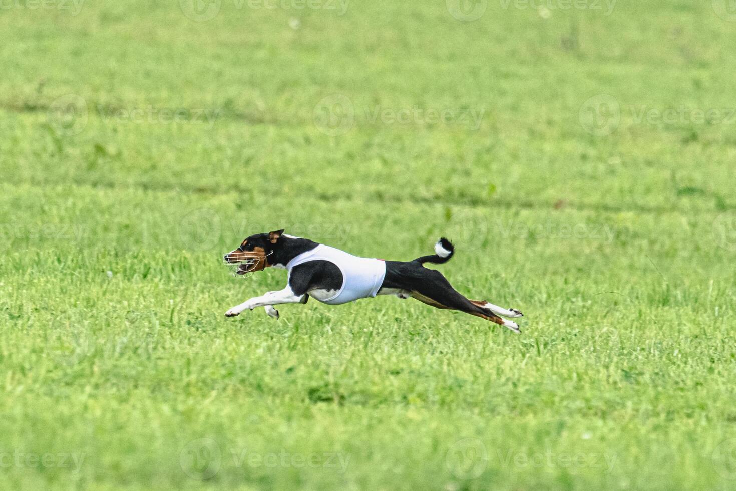Basenji running full speed at lure coursing dog sport photo