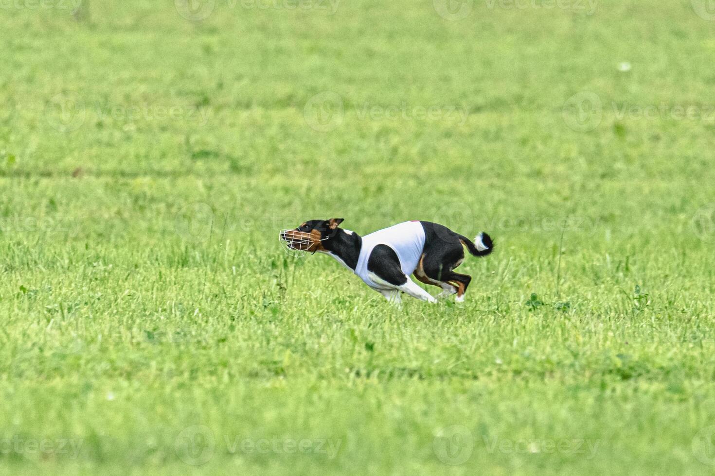 Basenji running full speed at lure coursing dog sport photo