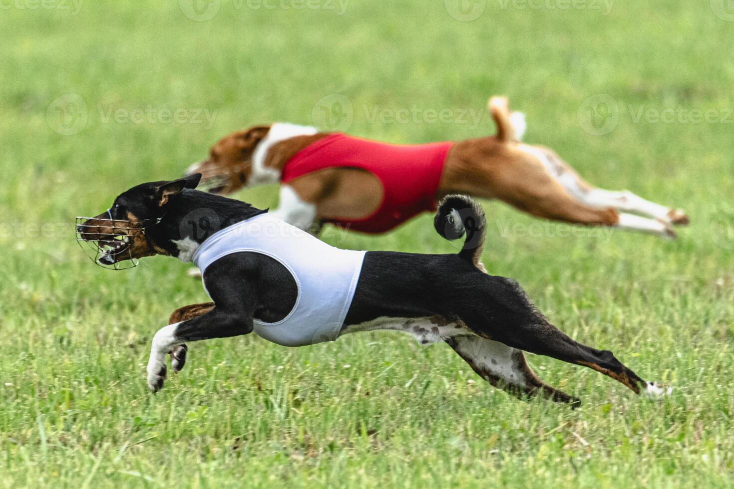 Two basenji dogs running in red and white jackets on green field in summer photo