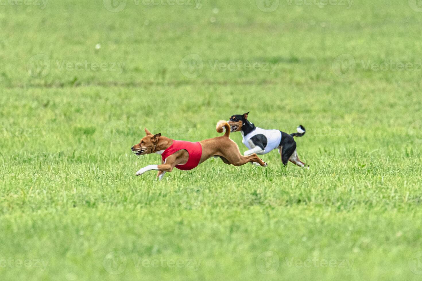 Two basenji dogs running in red and white jackets on green field in summer photo