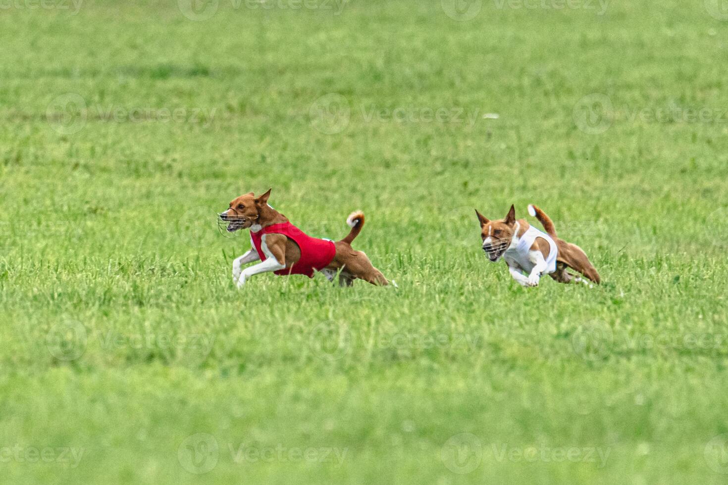 Two basenji dogs running in red and white jackets on green field in summer photo