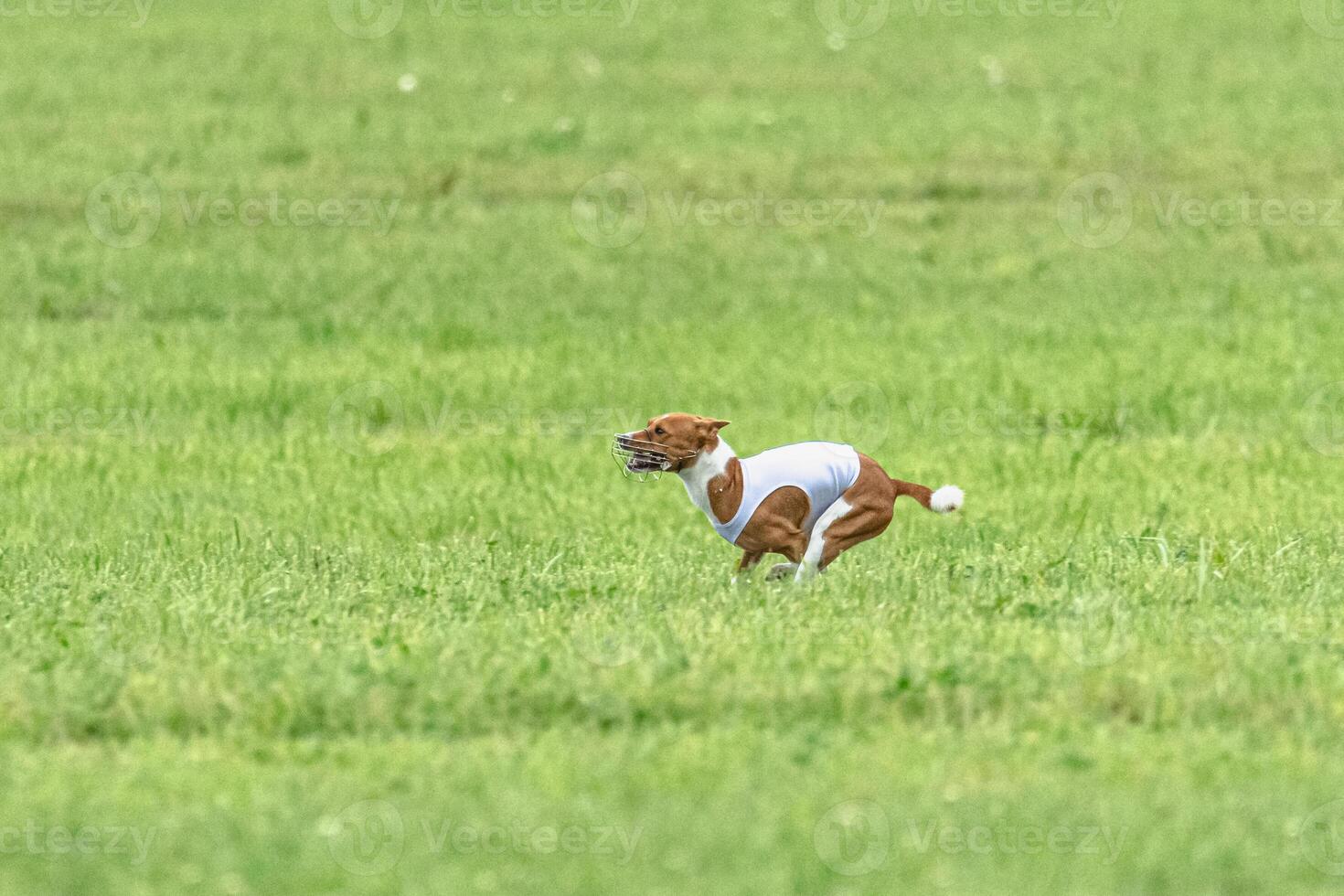 Basenji running full speed at lure coursing dog sport photo