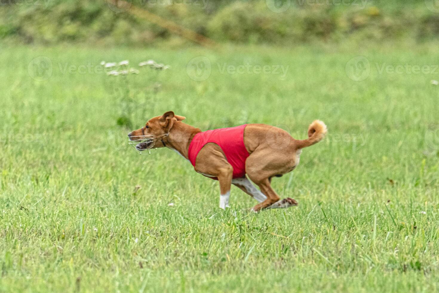 Basenji running full speed at lure coursing dog sport photo